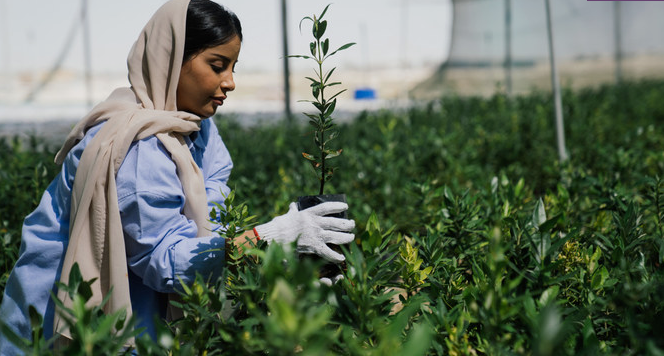 Saudi Arabia Are Reestablishing the Natural Balance