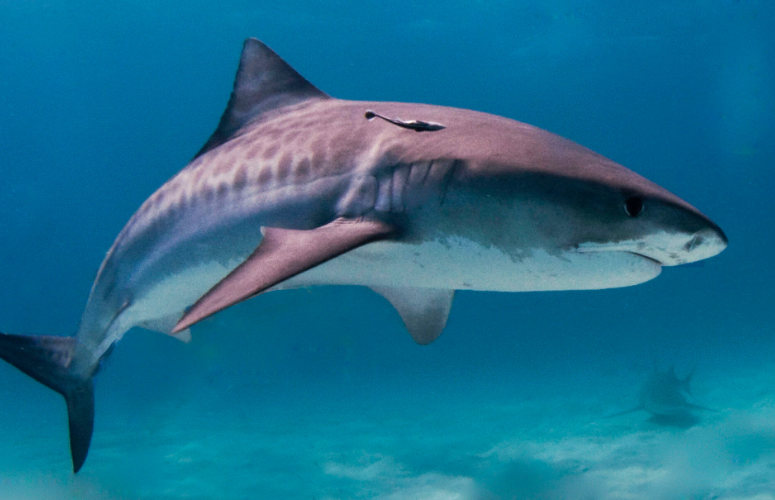 Shark Attack Hotspots