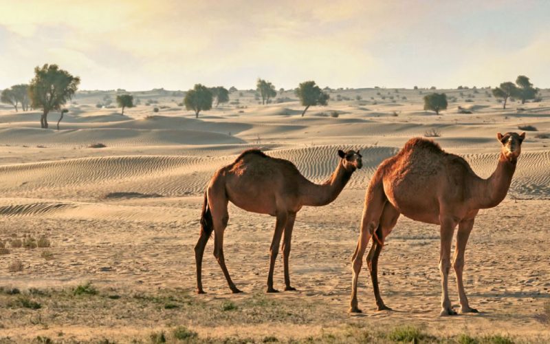 Abu Dhabi Announces Commencement of Grazing Season