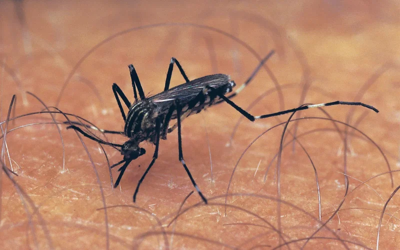 Israel Health Ministry Reports 153 Cases of West Nile Fever, Including 11 Fatalities